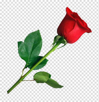 Red hybrid tea rose flower in bloom, Rose Flower, Rose transparent background PNG clipart