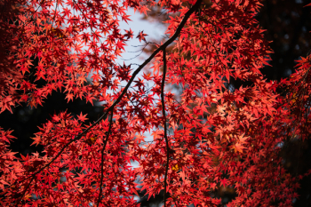 Red Leaf Tree Red Leaf Tree