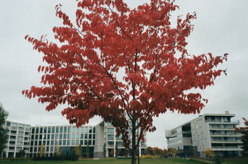 Red Leafed Tree Red Leafed Tree