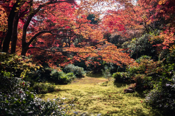 Red-leafed Tree Red-leafed Tree