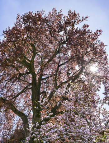 Red Leafed Tree Red Leafed Tree