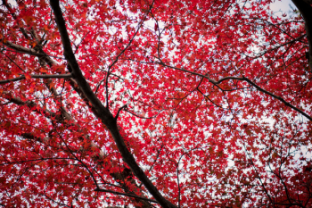 Red-leafed Tree Red-leafed Tree