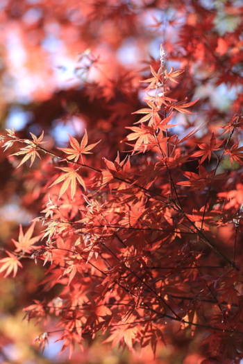 Red Leaved Tree Red Leaved Tree
