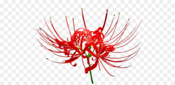Red lilies Red lilies
