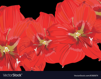 Red Lily Floral Background vector image Red Lily Floral Background vector image
