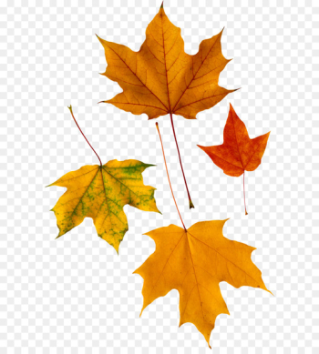 Red maple Autumn leaf color - autumn PNG leaf Red maple Autumn leaf color - autumn PNG leaf