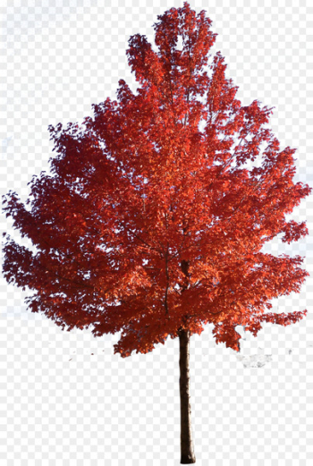 Red maple Japanese maple Sugar maple Tree Clip art - trees Red maple Japanese maple Sugar maple Tree Clip art - trees