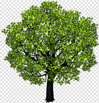 Red maple Japanese maple Tree Maple leaf , Tall tree transparent background PNG clipart
