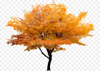 Red maple Japanese maple Tree Maple leaf - Yellow trees landscape Korea 