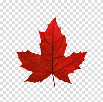 Red maple leaf illustration, Red maple Maple leaf Sugar maple Japanese maple, Red Maple Leaf Canada transparent background PNG clipart