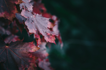 Red Maple Leaves