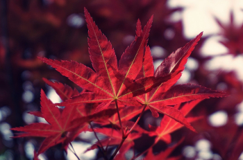 Red Maple Leaves