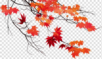 Red maple leaves illustration, Autumn leaf color Maple leaf, Autumn leaves beautiful maple leaf transparent background PNG clipart