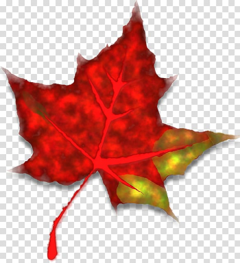 Red maple Maple leaf Autumn leaf color Japanese maple, Leaf transparent background PNG clipart