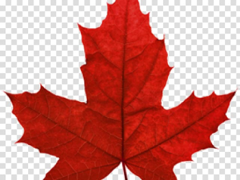 Red maple Maple leaf Japanese maple Autumn leaf color , incuse maple leaf transparent background PNG clipart