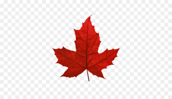 Red maple Maple leaf Sugar maple Japanese maple - Red Maple Leaf Canada 