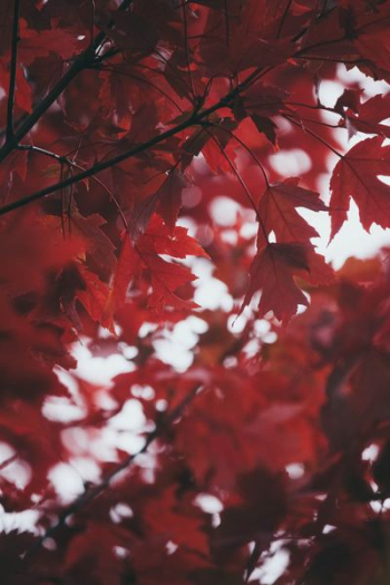 red maple tree red maple tree