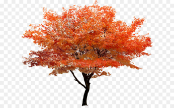 Red maple Tree Clip art - Autumn red tree stands scenery Red maple Tree Clip art - Autumn red tree stands scenery