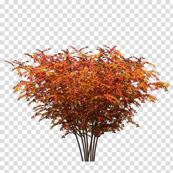 Red maple Tree Maple leaf Plant, tree transparent background PNG clipart Red maple Tree Maple leaf Plant, tree transparent background PNG clipart