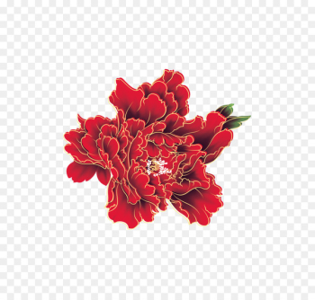 Red Moutan peony - Color peony States Red Moutan peony - Color peony States