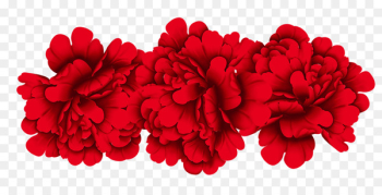 Red Moutan peony - Peony Red Moutan peony - Peony