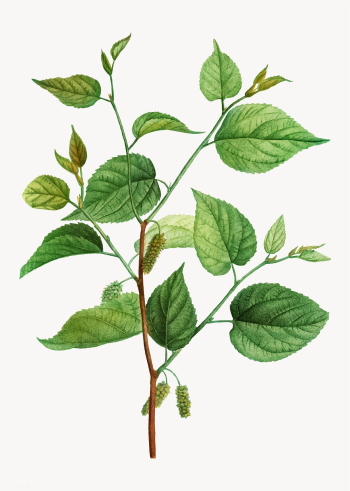 Red mulberry branch | Free stock vector - 568664 Red mulberry branch | Free stock vector - 568664