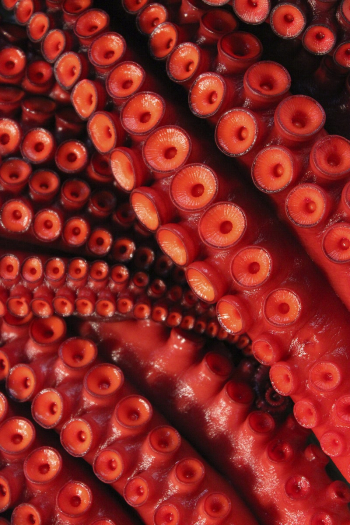 Red octopus tentacles close up. | Free Photo - rawpixel Red octopus tentacles close up. | Free Photo - rawpixel