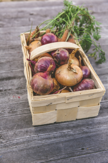 Red Onion on Rectangular Basket Red Onion on Rectangular Basket