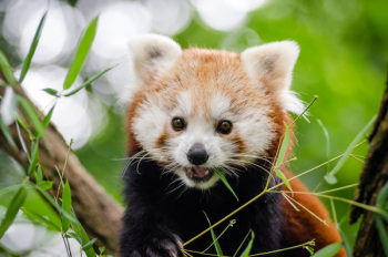 Red Panda Red Panda