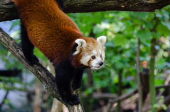 Red Panda Red Panda