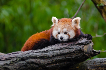 Red Panda Red Panda
