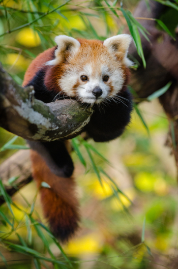 Red Panda Red Panda