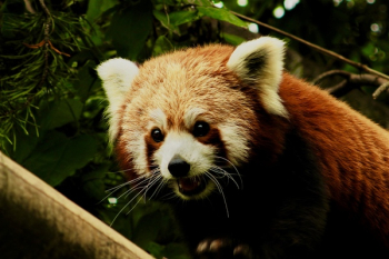 Red Panda Red Panda
