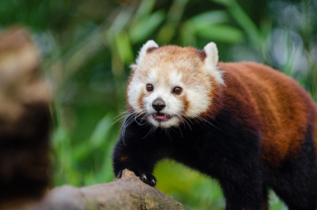 Red Panda Red Panda