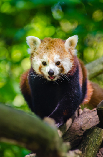 Red Panda Red Panda