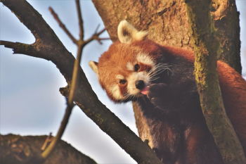 Red Panda on Tree Red Panda on Tree