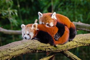 Red Pandas Red Pandas