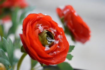 Red Peonies Selective-focus Photo Red Peonies Selective-focus Photo