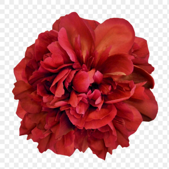 Red peony png, flower clipart, | Free PNG - rawpixel