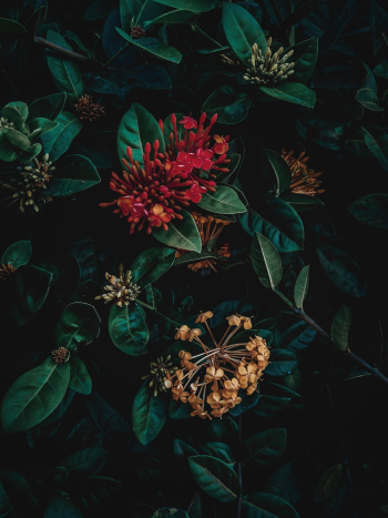 Red-petaled Flower