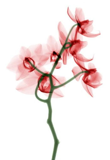 red petaled flower painting red petaled flower painting