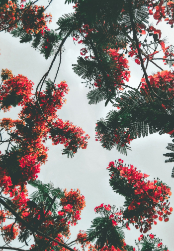 Red Petaled Flowers Red Petaled Flowers