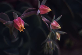 red petaled flowers red petaled flowers