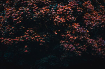red petaled flowers red petaled flowers