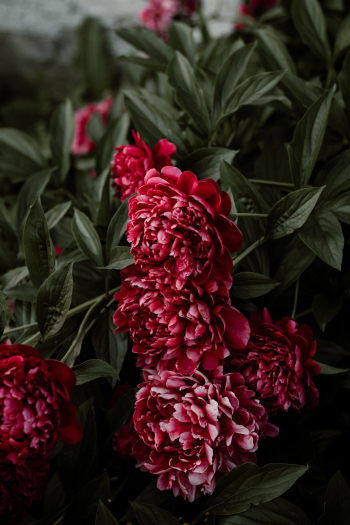 Red Petaled Flowers Red Petaled Flowers