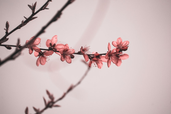 Red-petaled Flowers Red-petaled Flowers
