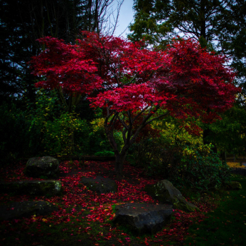 Red Petaled Tree Red Petaled Tree