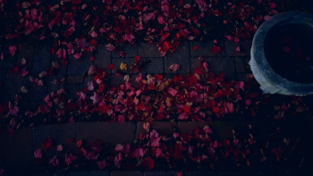 Red Petals Red Petals
