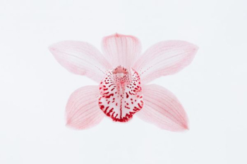 red petals red petals
