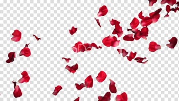 Red petals, Rose Petal Flower, Rose Petals Pic transparent background PNG clipart Red petals, Rose Petal Flower, Rose Petals Pic transparent background PNG clipart